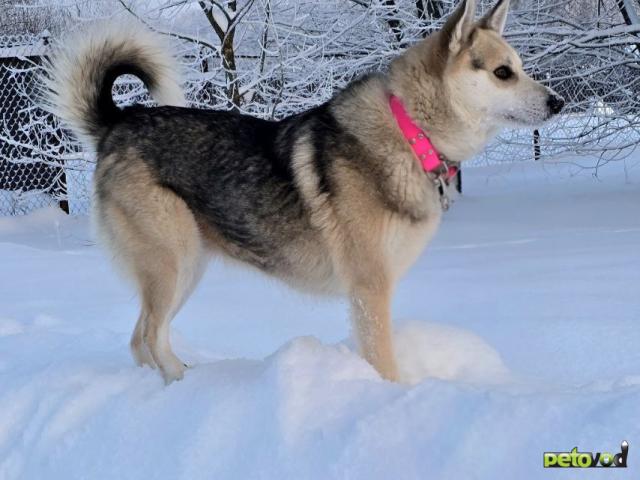 Отдам в дар: Лайка Белка хозяйственная девочка фото4