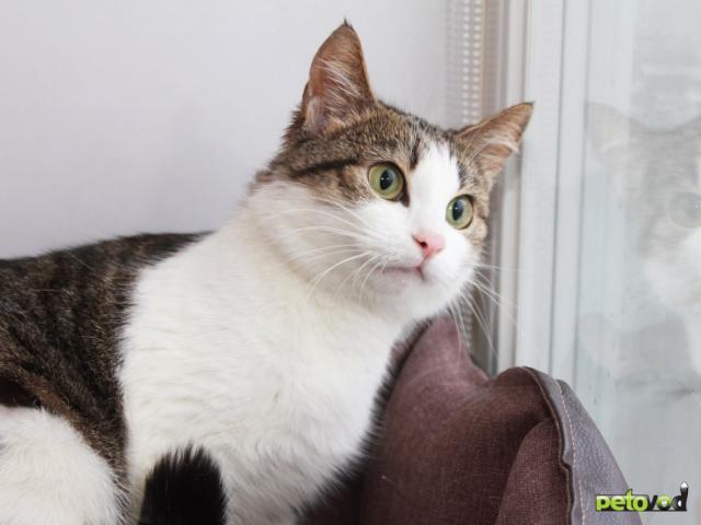 Продаю: КИКИ — нежная кошечка с глазами цвета весны  фото2