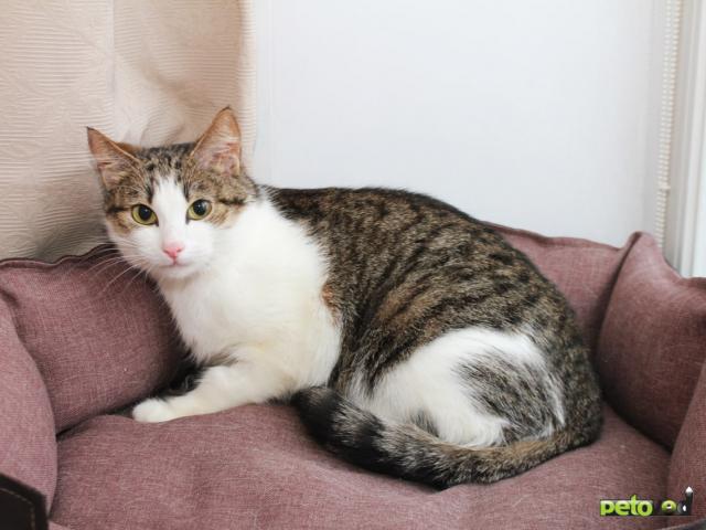 Продаю: КИКИ — нежная кошечка с глазами цвета весны  фото4