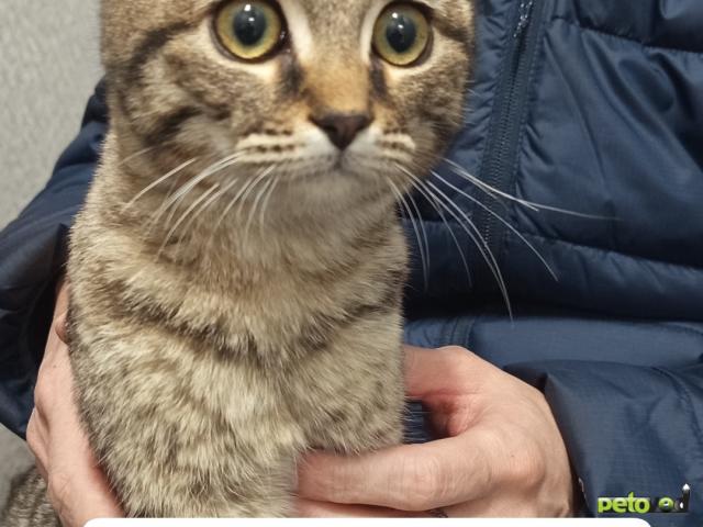 Продаю: Котенок в добрые руки зеленоград  фото2