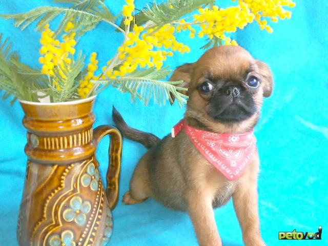 Продаю: Рыжая девочка пти-брабансон фото2