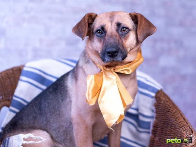 Продаю: Небольшая собачка Пэнни ищет дом фото2