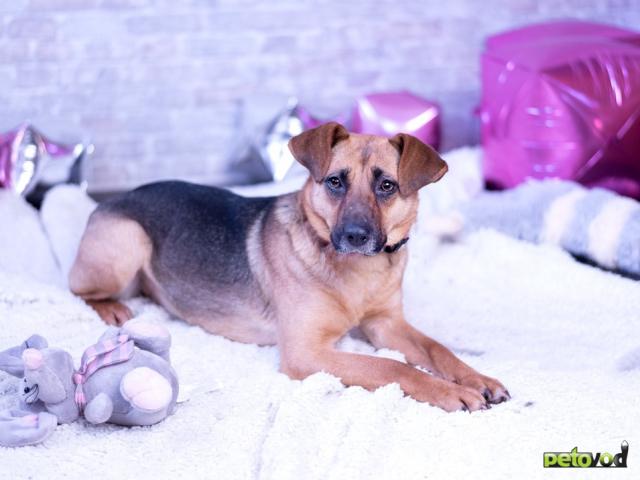 Продаю: Небольшая собачка Пэнни ищет дом фото3