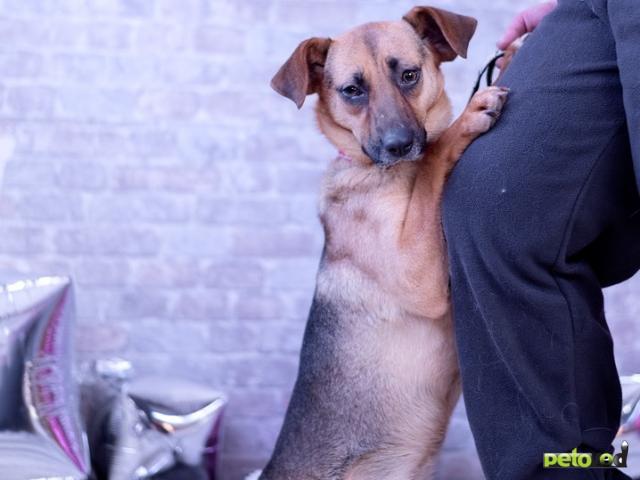 Продаю: Небольшая собачка Пэнни ищет дом фото4