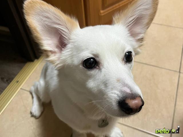 Отдам в дар: Ищет дом небольшой нежный мальчик фото2