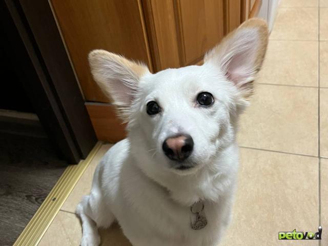 Отдам в дар: Ищет дом небольшой нежный мальчик фото3