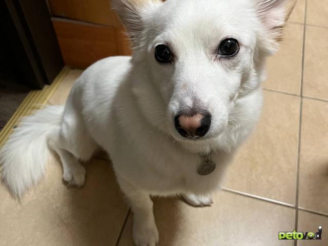 Отдам в дар: Ищет дом небольшой нежный мальчик фото4