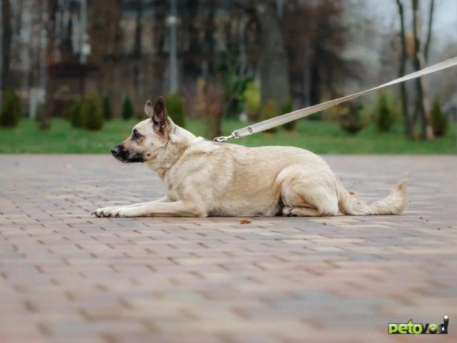 Отдам в дар: Чудесная девочка в поисках самой любящей семьи фото3