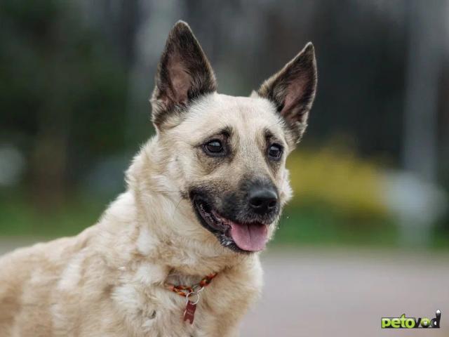 Отдам в дар: Чудесная девочка в поисках самой любящей семьи фото4