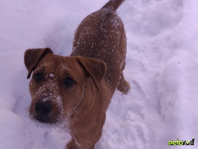 Отдам в дар: Необычный метис (питбультерьер с ягдтерьером)- в дар, в добрые руки фото2