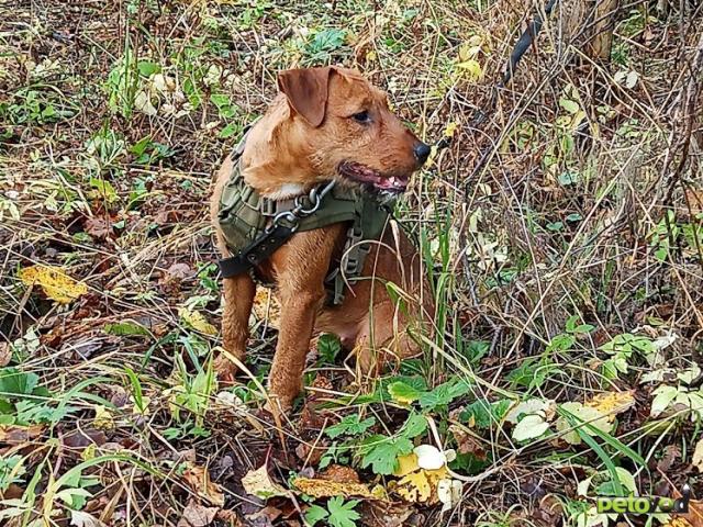 Отдам в дар: Необычный метис (питбультерьер с ягдтерьером)- в дар, в добрые руки фото3