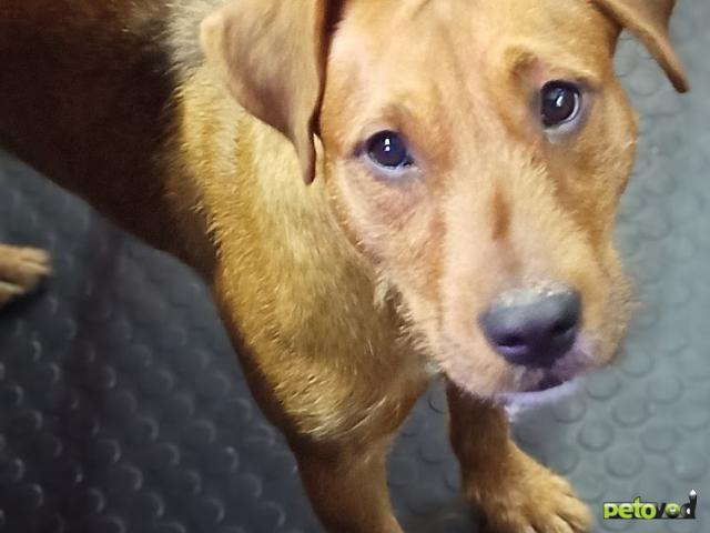 Отдам в дар: Необычный метис (питбультерьер с ягдтерьером)- в дар, в добрые руки фото4