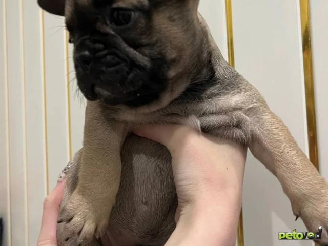 Продаю: Щенки французского бульдога  фото2