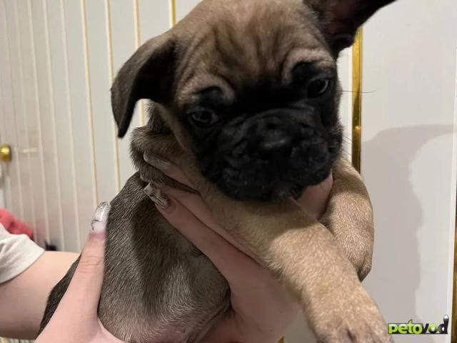 Продаю: Щенки французского бульдога  фото3