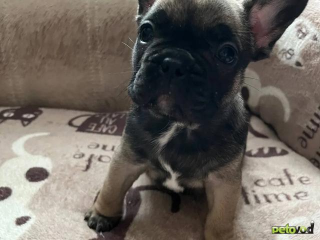 Продаю: Щенки французского бульдога  фото4