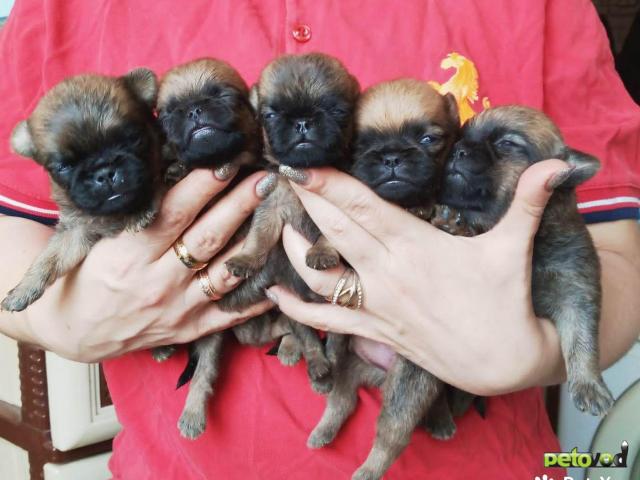 Продаю: Щенки пти-брабансона