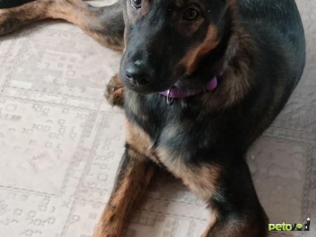 Отдам в дар: Щенок в добрые руки фото2