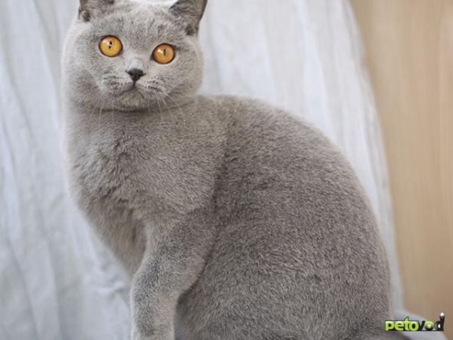 Продаю: Голубой британский малыш, мальчик фото2