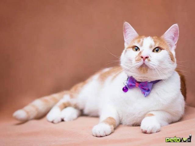 Отдам в дар: Лионелла в добрые руки фото2