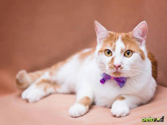 Отдам в дар: Лионелла в добрые руки фото3