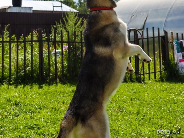 Отдам в дар: Ася умная, добрая и послушная Ищет семью фото3