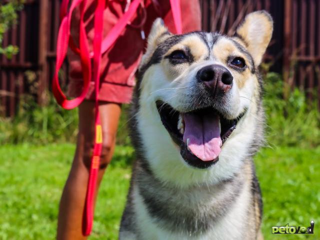 Отдам в дар: Ася умная, добрая и послушная Ищет семью фото4