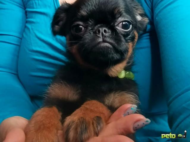 Продаю: Миниатюрная девочка пти-брабансон