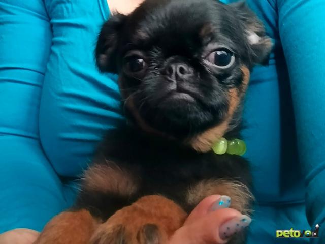 Продаю: Миниатюрная девочка пти-брабансон фото2