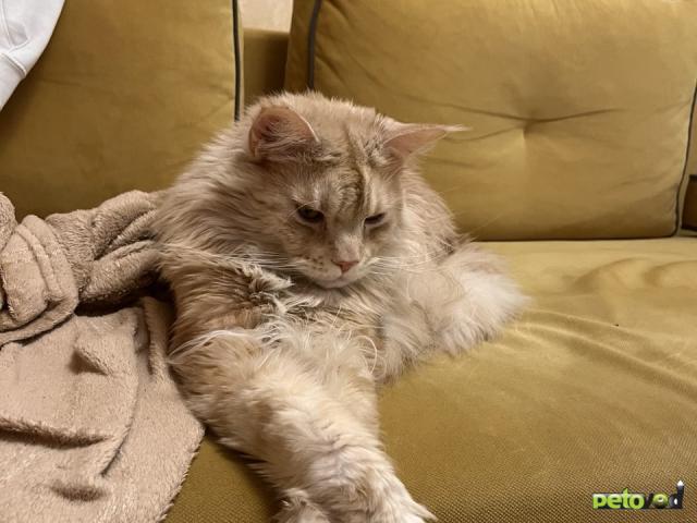 Потерялся/Нашелся: Потерялся Ганеша фото2