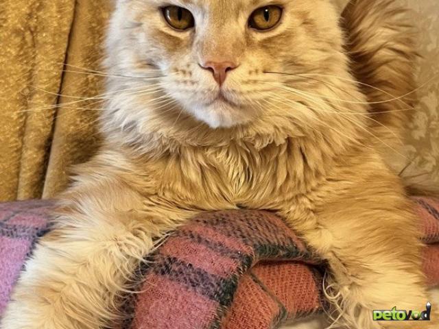 Потерялся/Нашелся: Потерялся Ганеша фото3