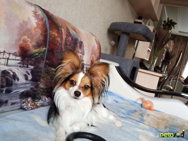 Потерялся/Нашелся: Потерялся папильон фото2