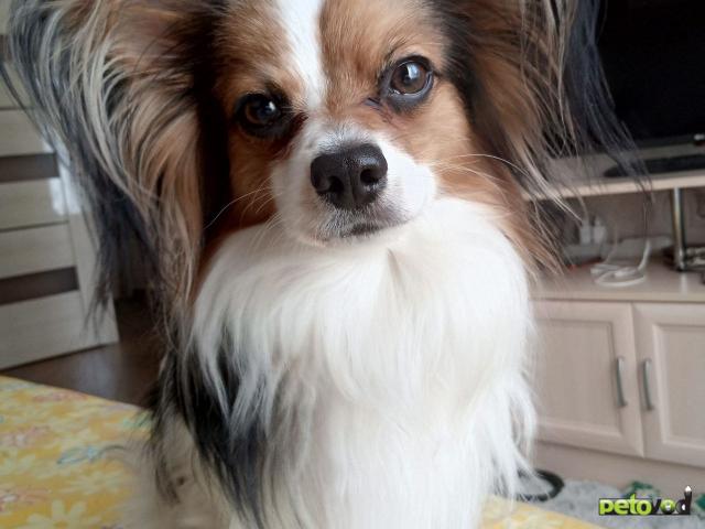 Потерялся/Нашелся: Потерялся папильон фото3