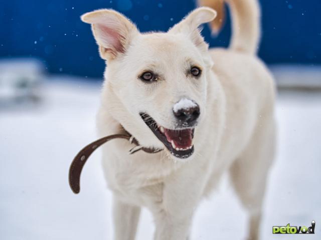 Отдам в дар: Луна - девочка метис БШО в хорошую семью фото2