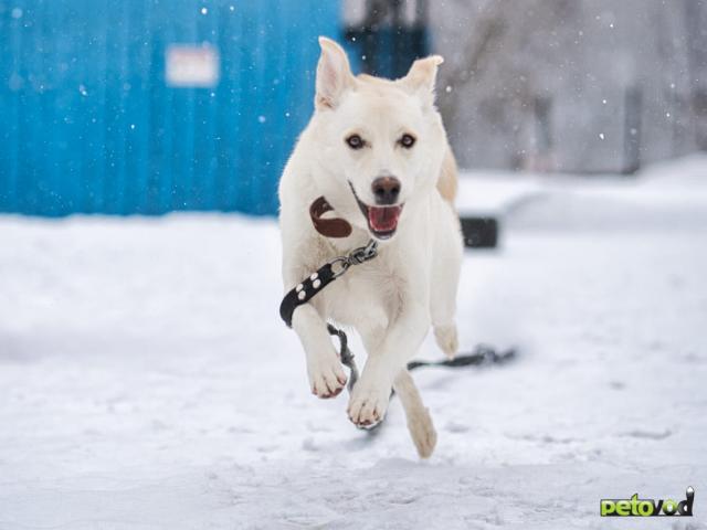 Отдам в дар: Луна - девочка метис БШО в хорошую семью фото3