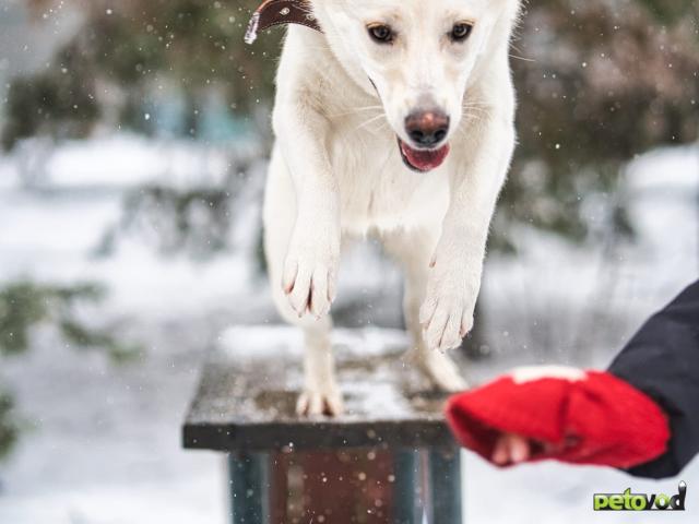 Отдам в дар: Луна - девочка метис БШО в хорошую семью фото4