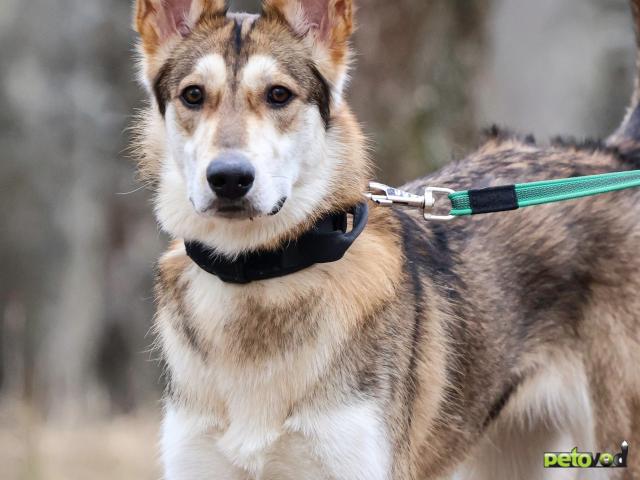 Отдам в дар: Замечательная девочка Лео ищет дом фото2