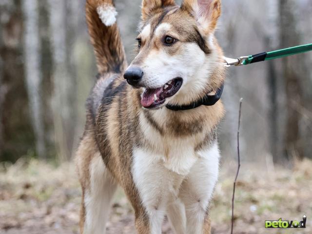 Отдам в дар: Замечательная девочка Лео ищет дом фото3