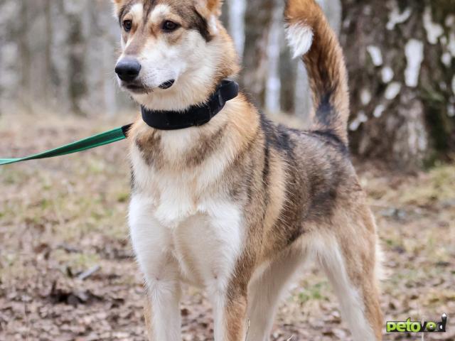 Отдам в дар: Замечательная девочка Лео ищет дом фото4