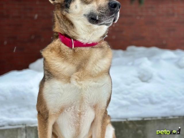 Отдам в дар: Алисе нужен дом фото2