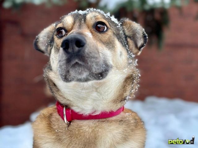 Отдам в дар: Алисе нужен дом фото3