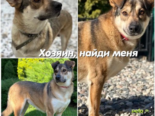 Отдам в дар: Алисе нужен дом фото4