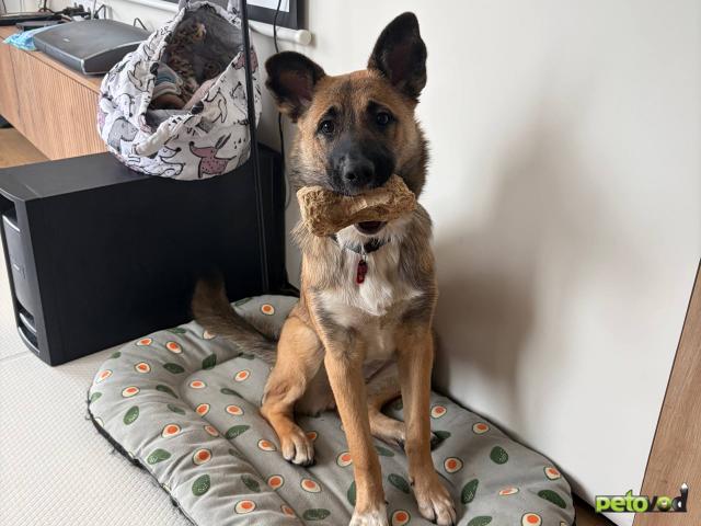 Отдам в дар: Щенок ищет семью фото2