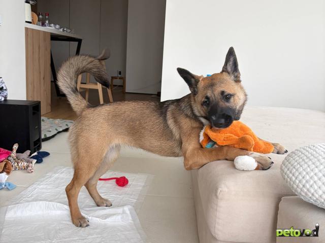 Отдам в дар: Щенок ищет семью фото3