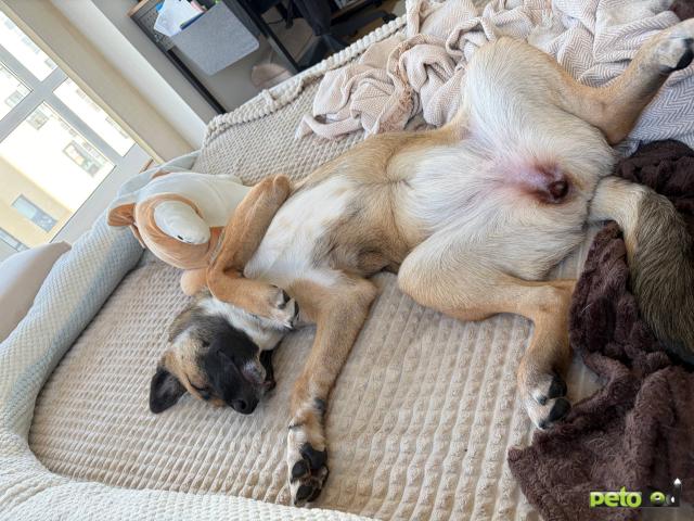 Отдам в дар: Щенок ищет семью фото4