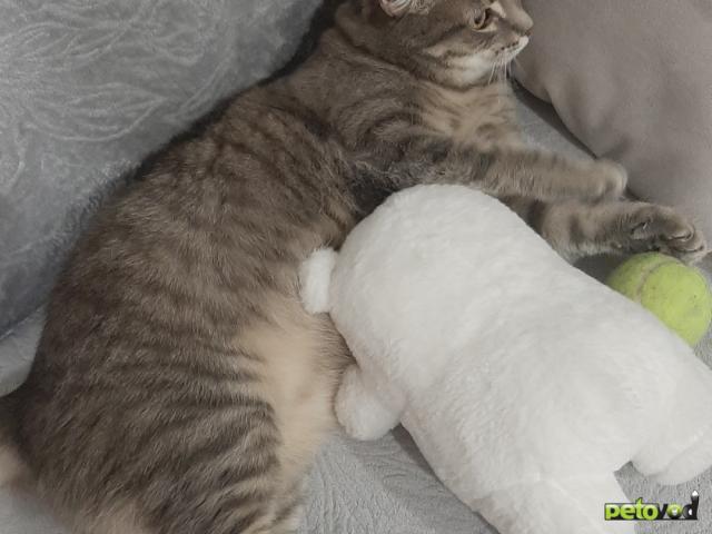 Потерялся/Нашелся: Ищу кошку  фото3