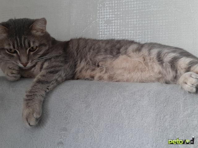 Потерялся/Нашелся: Ищу кошку  фото4