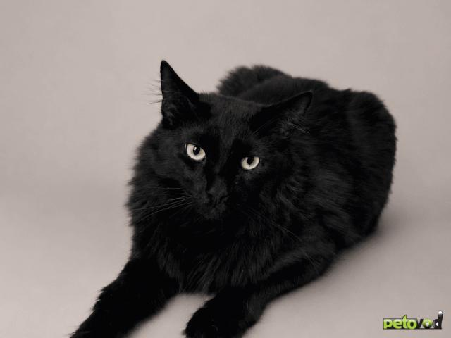 Продаю: Тиша — добрый и ласковый котик в поисках дома фото2