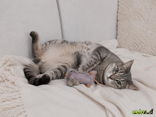 Продаю: Мартин — добрый и трогательный котик в поисках дома фото2