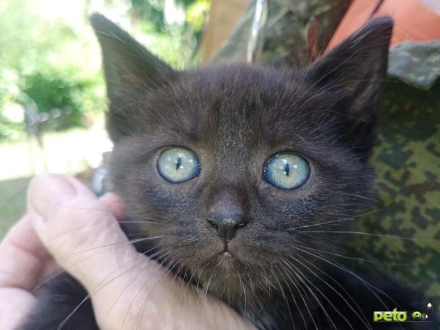 Продаю: 5 замечательных котят ищут дом  фото4