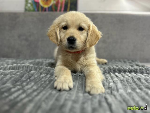 Продаю: РОСКОШНЫЕ ЩЕНКИ GOLDEN RETRIEVER ОТ ТИТУЛОВАННЫХ РОДИТЕЛЕЙ  фото3